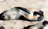 Seebär / fur seal