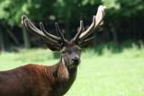 Rothirsch / red deer