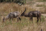 flehmender Wasserbock / flehming waterbuck