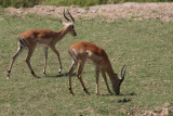 Impalas