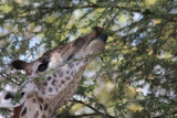 Thornicroft's Giraffe