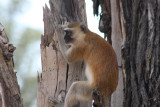 Grüne Meerkatze / vervet monkey