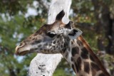 Thornicroft's Giraffe