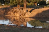 the intermarried trees