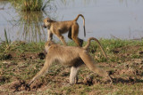 yellow baboons / Steppenpaviane