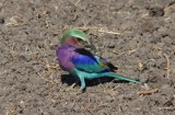 lilac-breasted roller / Gabelracke