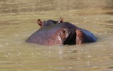 hippo's behind