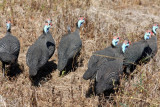helmeted guineafowl / Helmperlhühner