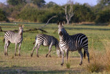 Crawshay's zebra