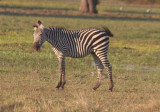 Crawshay's zebra shaking itself