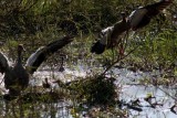 Egyptian geese / Nilgänse