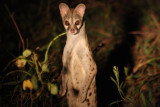 curious - genet / Ginsterkatze