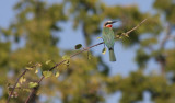 white-fronted bee-eater / Weißstirnspint