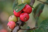 bush imodium