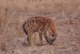 Hyena / Hyäne