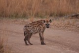 young Hyena / junge Hyäne