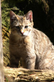 Wildkatze / wild cat