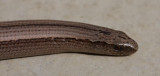 Blindschleiche / slowworm