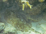 Akumal Mexico 2010