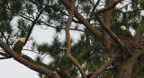 10-10-09 eagle pair early morning 5166.jpg