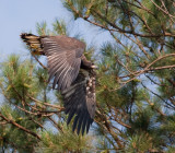6-12-10-0891-ND.jpg