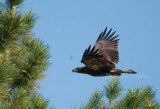 6-19-10-3770-NC-with-dragonfly.jpg