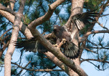 6-19-2010-3235-NC.jpg