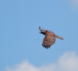 7-2-2010-2601-NC.jpg