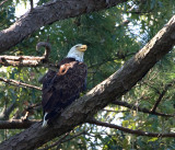8-7-2010-7104-female-eagle.jpg