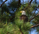 8-15-10-8464-2-male.jpg