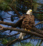 8-15-10-8623-2-male.jpg