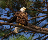 8-15-10-8626-2-male.jpg