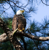 8-15-10-8415-male.jpg