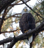 9-4-10-1437-eagle-male.jpg