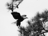 9-26-10 5376 eagle male.jpg