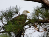 9-26-10 5343 eagle female .jpg