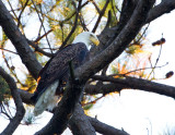 10-2-2010 6149 female.jpg