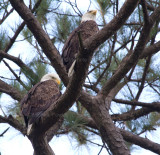 10-6-10 6539 male top .jpg