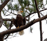 10-9-10 6986 male.jpg