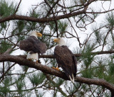 10-9-10 8113 male female.jpg