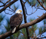 10-19-010 9447 female.jpg