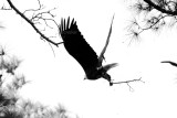 10-23-10 0191 2 bw.jpg