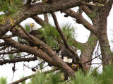 10-25-10 0861 pair new nest .jpg