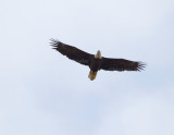 10-26-10 1115 Chesa eagle.jpg