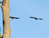 10-30-10 1491 eagle pair with sticks.jpg