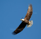 10-31-10 2498 beak branch.jpg