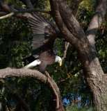 11-13-10 3918 branch fight.jpg