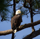 12-31-10 0120 eagle male.jpg