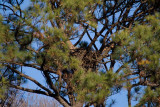 1-3-11 0647 wheres the eagle.jpg