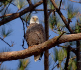 1-15-11 2140 male.jpg